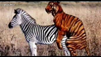 曽配种视频,一场关于繁育的视觉之旅