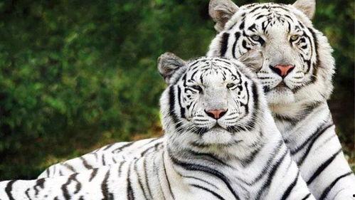 公园老虎吃人完整视频,公园老虎吞噬人类惨剧全程曝光